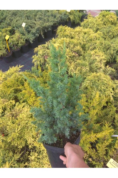 Ялівець китайський Монарх - 3л/вис.30-35см/Ø15-25см